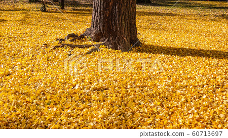 芝公園金色的落葉 60713697