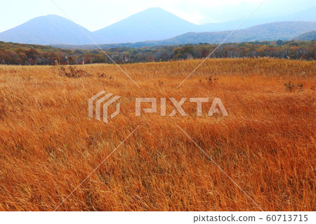Hakkoda Autumn (Golden Tashirohira Marsh) 60713715