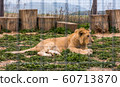 Adult Lion Lying on the Grass in ZOO 60713870