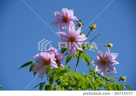 達利亞皇帝 60714557