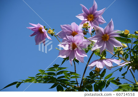 達利亞皇帝 60714558