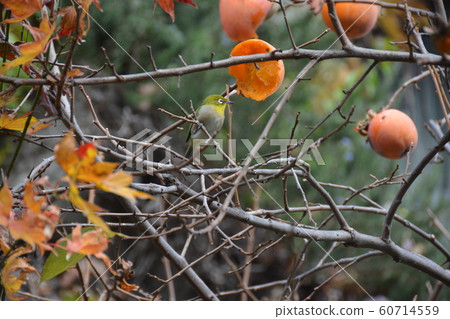 柿子和mezzo 60714559