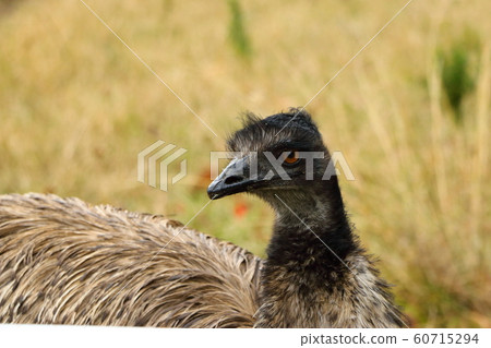 Emu's face 60715294