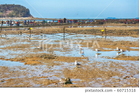 Flying Seagull Eat Shrimp Snack, Muchangpo Beach, Flying Seagull Eat Shrimp Snack, Muchangpo Beach, 60715318