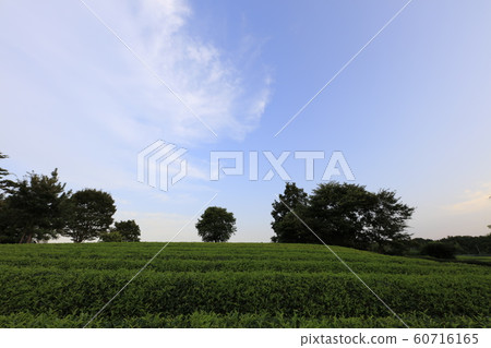 Tea plantation and Hira Hill Tea plantation and Hira Hill 60716165