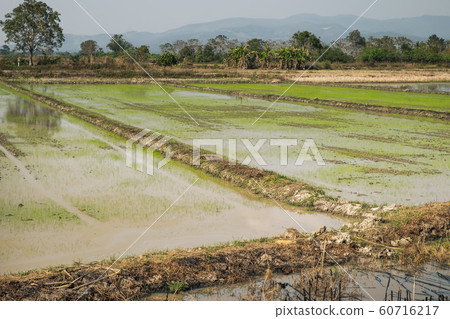 Typical rice field in Chiang Rai, Thailand Typical rice field in Chiang Rai, Thailand 60716217