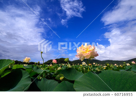 蓮花初夏圖像 蓮花初夏圖像 60716955