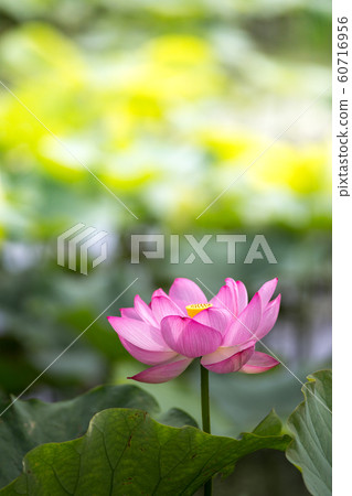 蓮花初夏圖像 蓮花初夏圖像 60716956