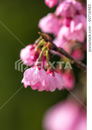 Sakura no Hana Spring image Sakura no Hana Spring image 60716983