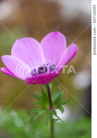 Flowers of anemone Flowers of anemone 60716985