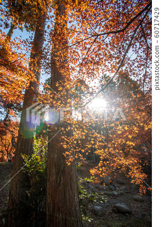 Autumn leaves fall image 60717429