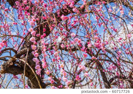 Spring in Odawara, Kanagawa Soga Bessho Umebayashi Weeping Ume 60717726