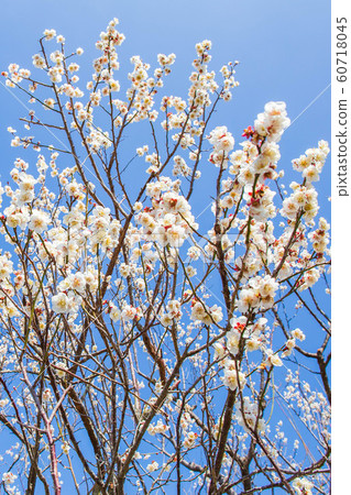 神奈川縣小田原市的春天 神奈川縣小田原市的春天 60718045