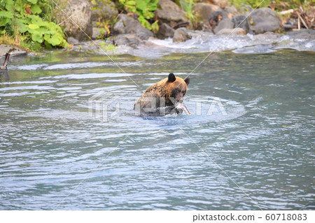 Brown bear catching salmon 60718083