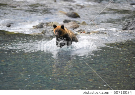 Brown bear 60718084