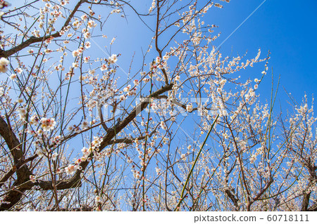 Spring in Odawara, Kanagawa Sogabetsusho Umebayashi 60718111