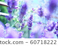 薰衣草 60718222