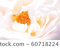 玫瑰	 60718224
