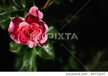 Bright pink rose - Single rose growing with greenery in the background. Selective focus on the flower rose. Bright pink rose - Single rose growing with greenery in the background. Selective focus on the flower rose. 60718247