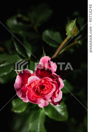 Bright pink rose - Single rose growing with greenery in the background. Selective focus on the flower rose. Bright pink rose - Single rose growing with greenery in the background. Selective focus on the flower rose. 60718248