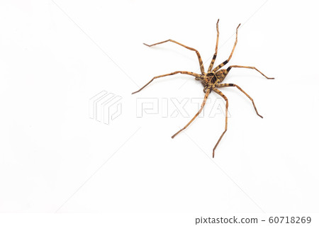 A brown colour spider is photographed close up, macro picture,white background A brown colour spider is photographed close up, macro picture,white background 60718269