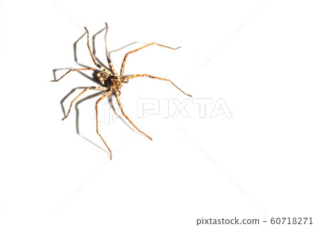 A brown colour spider is photographed close up, macro picture,white background A brown colour spider is photographed close up, macro picture,white background 60718271