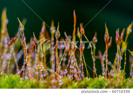 Beautiful group of moss with water drop Beautiful group of moss with water drop 60718399