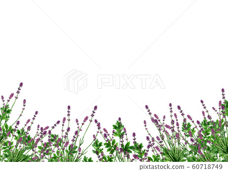 Lavender field watercolor 60718749