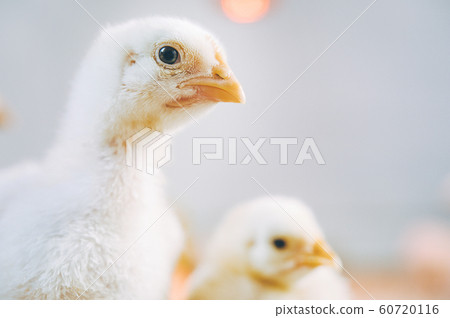 little small broiler poultry white chick bird little small broiler poultry white chick bird 60720116