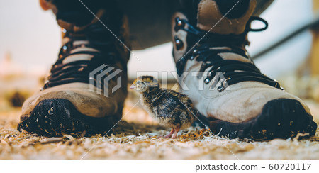 little small quail poultry white chick bird little small quail poultry white chick bird 60720117