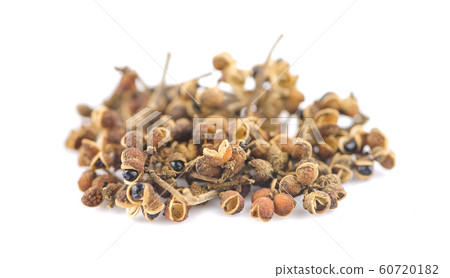 Zanthozylum limonella Alston an isolated on white 60720182