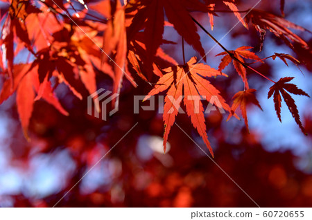 Autumn leaves with red veins 60720655