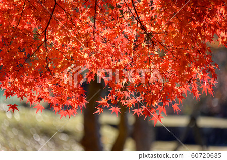Gentle autumn sunny leaves Gentle autumn sunny leaves 60720685