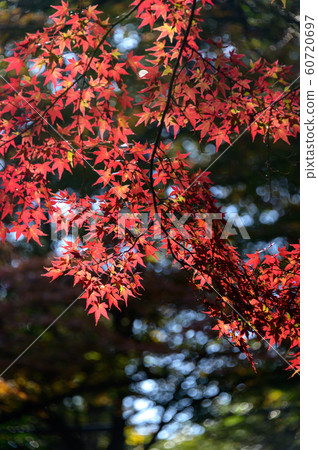 Shining autumn leaves Shining autumn leaves 60720697