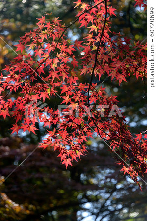 Sunlight falling on the autumn leaves Sunlight falling on the autumn leaves 60720699