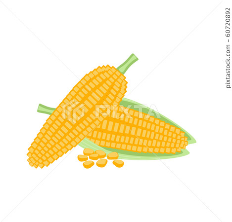 Corn vector illustration design. Corn isolated on Corn vector illustration design. Corn isolated on 60720892