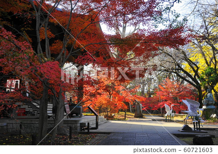 12月世田谷區121大會堂龍鄉傳和秋葉 60721603