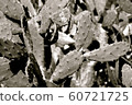 Cactus monochrome 60721725