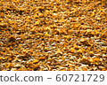 Ginkgo carpet 60721729