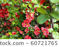 Sunny spring flowers 60721765
