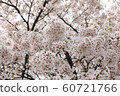 Cherry blossoms in sunny spring day 60721766