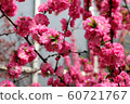 Double cherry blossoms on a sunny spring day 60721767