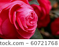 Sunny spring rose 60721768