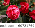 Sunny spring rose 60721769