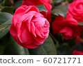 Sunny spring rose 60721771