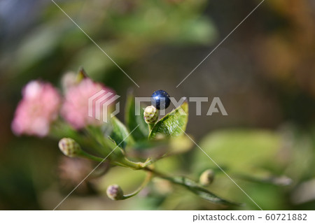 馬纓丹的果實 60721882