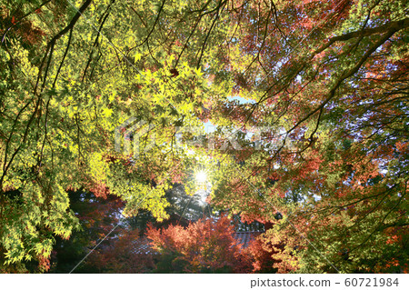 Maple Red Leaves at Fushou Mountain Maple Red Leaves at Fushou Mountain 60721984