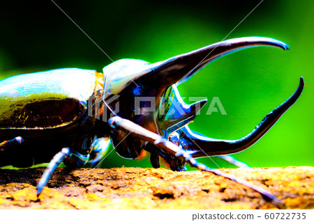 Atlas Beetle 60722735