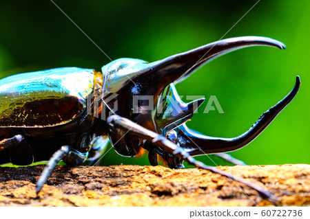 Atlas Beetle 60722736
