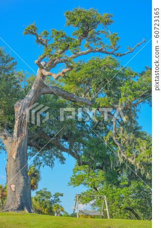 A Patio Swing under an Oak Tree in Biloxi, Harrison County, Mississippi USA. 60723165